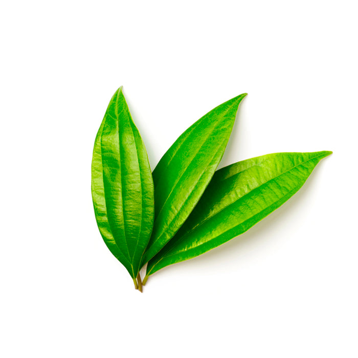 Three fresh green cinnamon leaves with smooth surfaces and visible veins, arranged in a cluster on a white background.