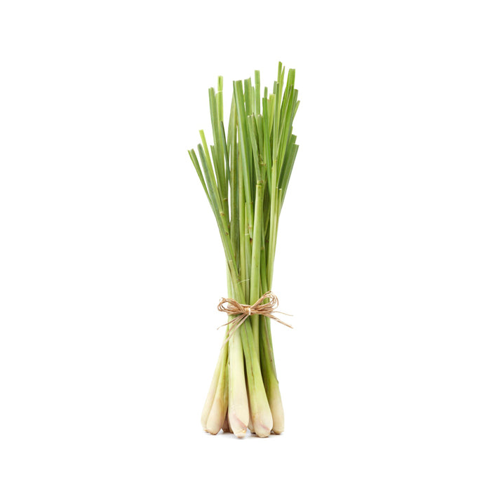 A bundle of fresh citronella Java stalks tied together with natural twine, featuring green leafy tops and pale yellow bulbous bases, displayed against a white background.