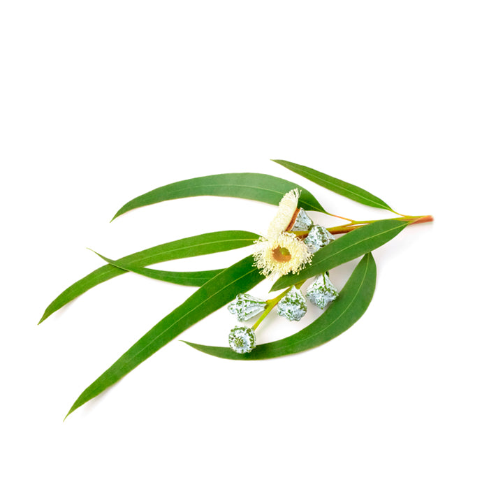 Fresh eucalyptus leaves with a delicate yellow-white flower and small seed pods, arranged against a white background.