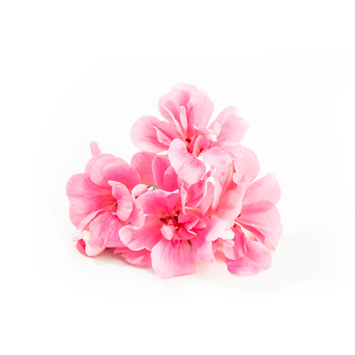 A cluster of soft pink geranium flowers with delicate petals, arranged against a white background.