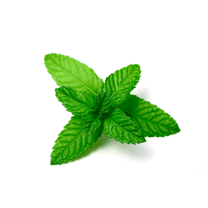 A sprig of fresh peppermint leaves with vibrant green color and a textured surface, arranged against a white background.